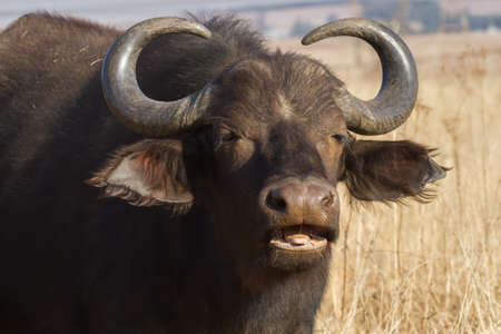 Cape Buffalo (Syncerus caffer) portrait closeup with open mouth eating grass in South Africa with...