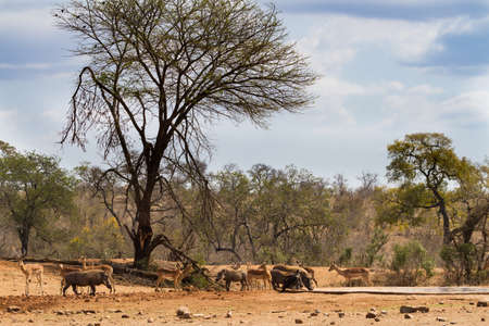 A gathering of african animals including impala, warthog and a white-headed vulture interacting at a waterhole in Kruger National Park, South Africaの写真素材