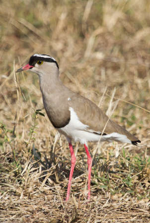 A Crowned Lapwing (Vanellus coronatus) standing in the dry grass in Kruger National Park, South Africa with bokehの写真素材