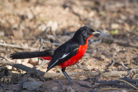 Crimson-breasted Shrike (Laniarius atrococcineus) sitting on the ground in the Kalahari, South Africa with bokehの写真素材