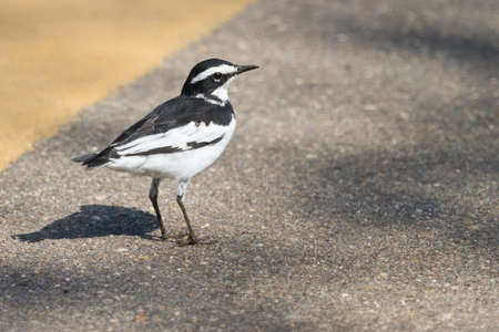 African Pied Wagtail (Motacilla aguimp) standing in the road in Kruger, South Africa with bokehの写真素材
