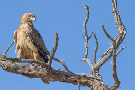 A Tawny Eagle (Aquila rapax) sitting in a dead tree in the Kalahari against a blue sky