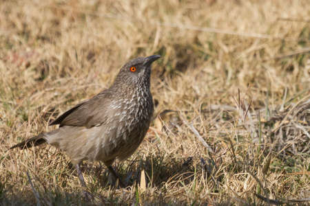 Arrow-marked babbler (Turdoides jardineii) with bright orange eye foraging on the ground in South Africaの写真素材