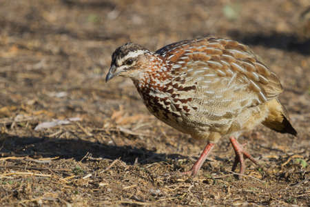 Crested Francolin (Dendroperdix sephaena) closeup profile foraging on the ground in South Africa with bokeh backgroundの写真素材