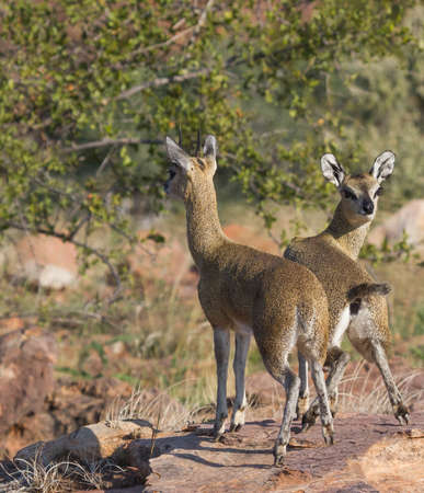 Sturdy Male and female Klipspringer pair standing tiptoe on a rock in Mapungubwe, South Africaの写真素材