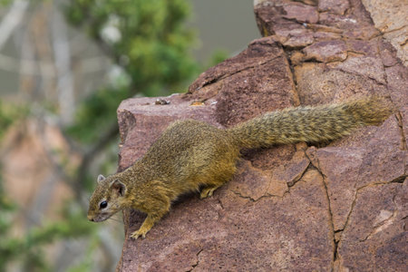 Cute african tree squirrel (Paraxerus cepapi) looking over the edge of a rock thinking about jumping in Kruger National Park, South Africa with blurred backgroundの写真素材