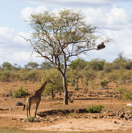 Lonely adult giraffe standing alone under a tree next to a dry waterhole in Kruger National Park, South Africaの写真素材