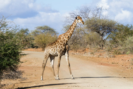 Solitary adult giraffe crossing a dirt road alone under a moody sky in Kruger National Park, South Africaの写真素材