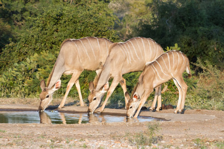 Greater Kudu (Tragelaphus strepsiceros) female family drinking at a waterhole with reflections in Greater Kruger National Park, South Africa with blurred backgroundの写真素材