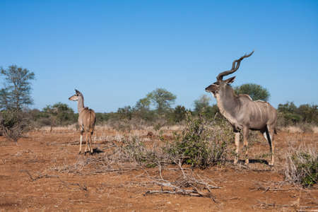 Greater Kudu (Tragelaphus strepsiceros) couple pair male and female looking alert in the bushveld in Kruger National Park, South Africaの写真素材