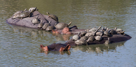 Two hippos in a waterhole covered with terrapins riding on their backs in Kruger National Park, South Africaの写真素材