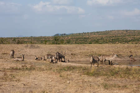 Waterbuck family herd (Kobus ellipsiprymnus) gathering together at a waterhole in Kruger National Park, South Africaの写真素材