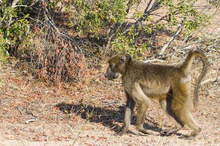 Chacma baboon (Papio ursinus) walking through the bushveld with autumn colors in Kruger National Park, South Africa with copy spaceの写真素材