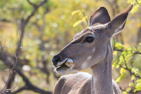 Greater Kudu (Tragelaphus strepsiceros) female closeup portrait eating a bone demonstrating osteophagy in Kruger National Park, South Africa with blurred backgroundの写真素材