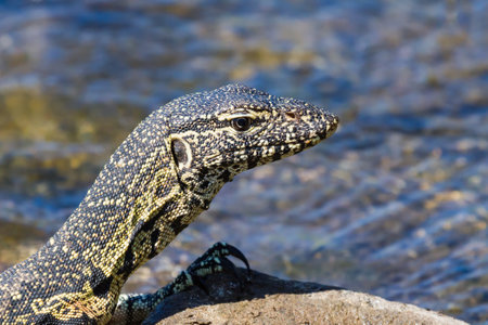 Nile water monitor lizard (Varanus niloticus) head closeup sitting on a rock in Kruger National Park, South Africa with blurred backgroundの写真素材