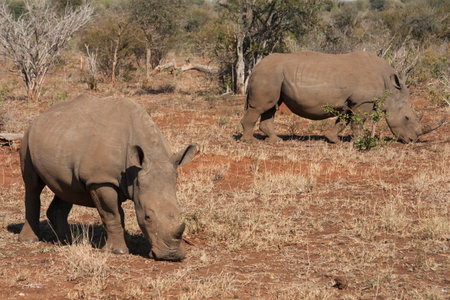 Endangered southern white rhinoceros (Ceratotherium simum simum) couple grazing together in the dry bushveld in Kruger National Park, South Africa with copy spaceの写真素材