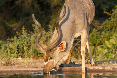 Greater Kudu (Tragelaphus strepsiceros) male head portrait drinking alone at a waterhole with golden light in Kruger National Park, South Africa with blurred backgroundの写真素材