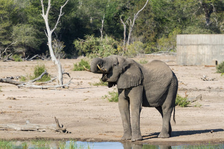 Solitary african elephant (Loxodonta africana) drinking water with his trunk in Kruger National Park, South Africaの写真素材
