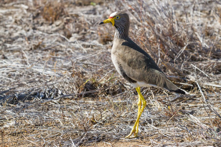 African Wattled Lapwing (Vanellus senegallus) walking on the ground in Kruger National Park, South Africa with blurred backgroundの写真素材