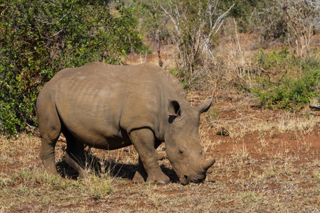 Southern white rhino (Ceratotherium simum simum) grazing alone in the bushveld in Kruger National Park, South Africa with copy spaceの写真素材
