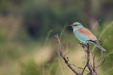 European roller (Coracias garrulus) perched on a tree in Kruger National Park, South Africa with copy space and blurred backgroundの写真素材