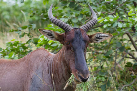 Tsessebe (Damaliscus lunatus lunatus) antelope closeup eating grass in Kruger National Park, South Africaの写真素材