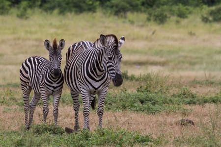 Young baby zebra and mother family standing together in the bushveld grasslands in Kruger National Park, South Africa with blurred background and copy spaceの写真素材