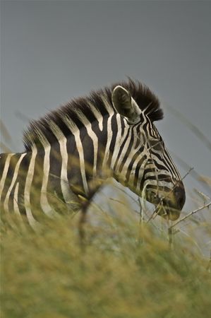 Zebra in Grassの写真素材