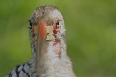 Hornbillの写真素材