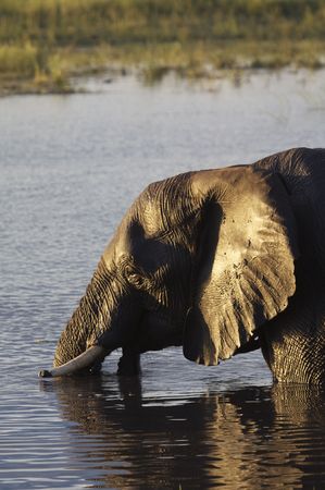 Chobe Elephant at Sunsetの写真素材