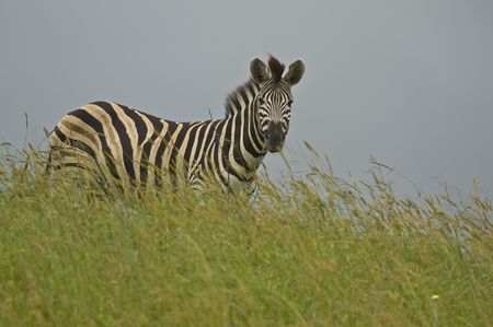 Zebra on hillの写真素材