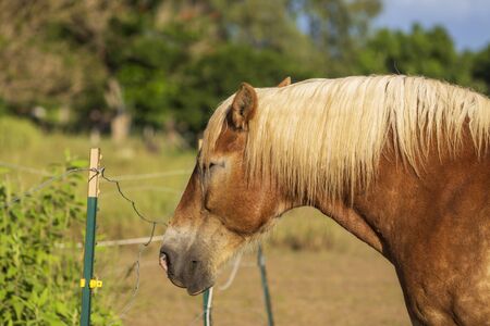 Horse resting by the fence on a horse ranchの写真素材