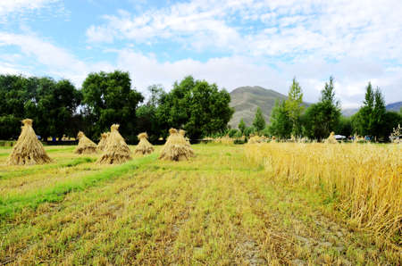 Tibet fieldの写真素材