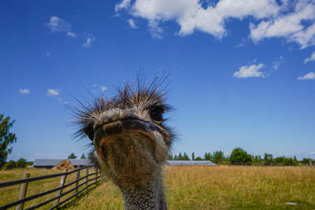 These are an ostrich on an ostrich farm. They are funny animals with long eyelashes and expressive eyes. Can be used for websites, brochures, posters, printing and design.の写真素材
