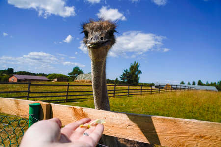 These are an ostrich on an ostrich farm. They are funny animals with long eyelashes and expressive eyes. Eating food from the hand. Can be used for websites, brochures, posters, printing and design.の写真素材
