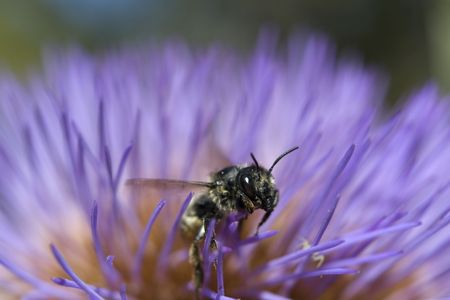 Close-up of bumble bee on thistle.  shallow depth of fieldの写真素材