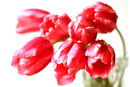 Tulips gentle flowersの写真素材