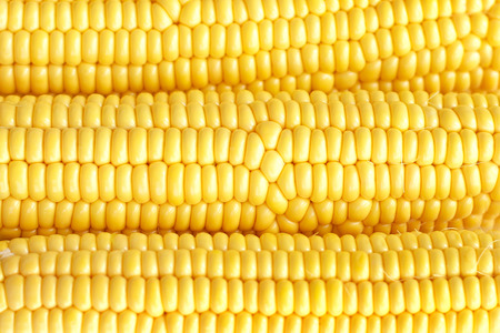 Corn use as backgroundの写真素材
