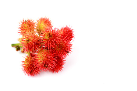 Castor oil plants on white backgroundの写真素材