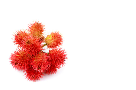 Castor bean plants on white backgroundの写真素材
