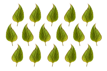 Green leaves use as backgroundの写真素材