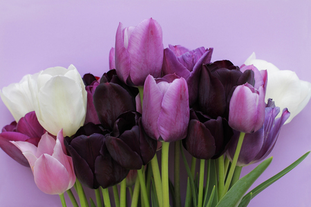 Bouquet of purple, white colors tulips on violet backgroundの写真素材