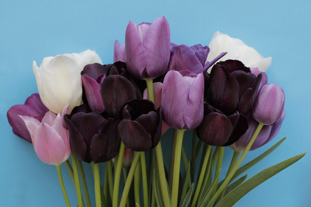 Colorful bouquet of purple, white colors tulips on blue backgroundの写真素材