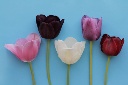 Five of multicolored tulips on blue backgroundの写真素材