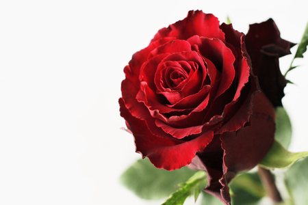 Fresh red rose on white backgroundの写真素材