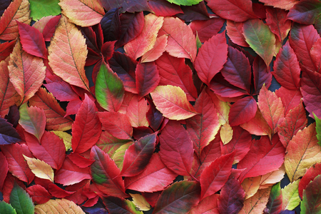 Red and yellow leavesの写真素材