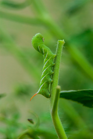 A Green Hornworm Demolishes a Backyard Tomato Plantの写真素材