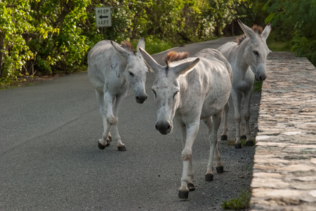 Wild Donkeys Roam the Streets of St  Johnの写真素材