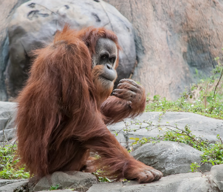 A large orangutan checks out a crowd of people checking him outの写真素材