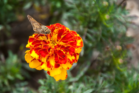A brown butterfly perches on a brightly colored orange flowerの写真素材